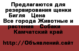 Предлагаются для резервирования щенки Бигля › Цена ­ 40 000 - Все города Животные и растения » Собаки   . Камчатский край